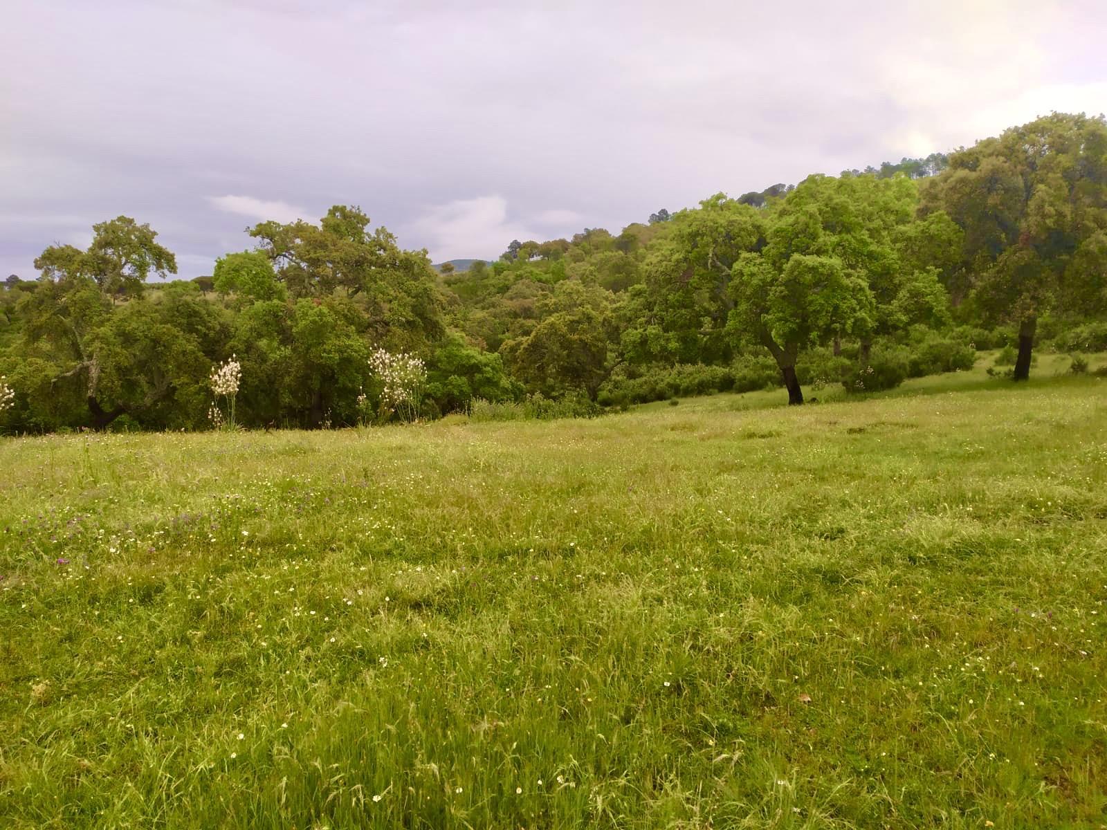 Finca Los Baños de Villanarejo 13
