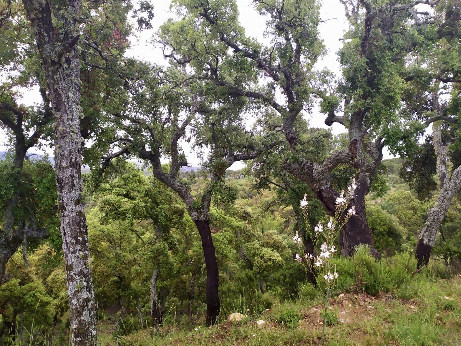 Finca Los Baños de Villanarejo 14