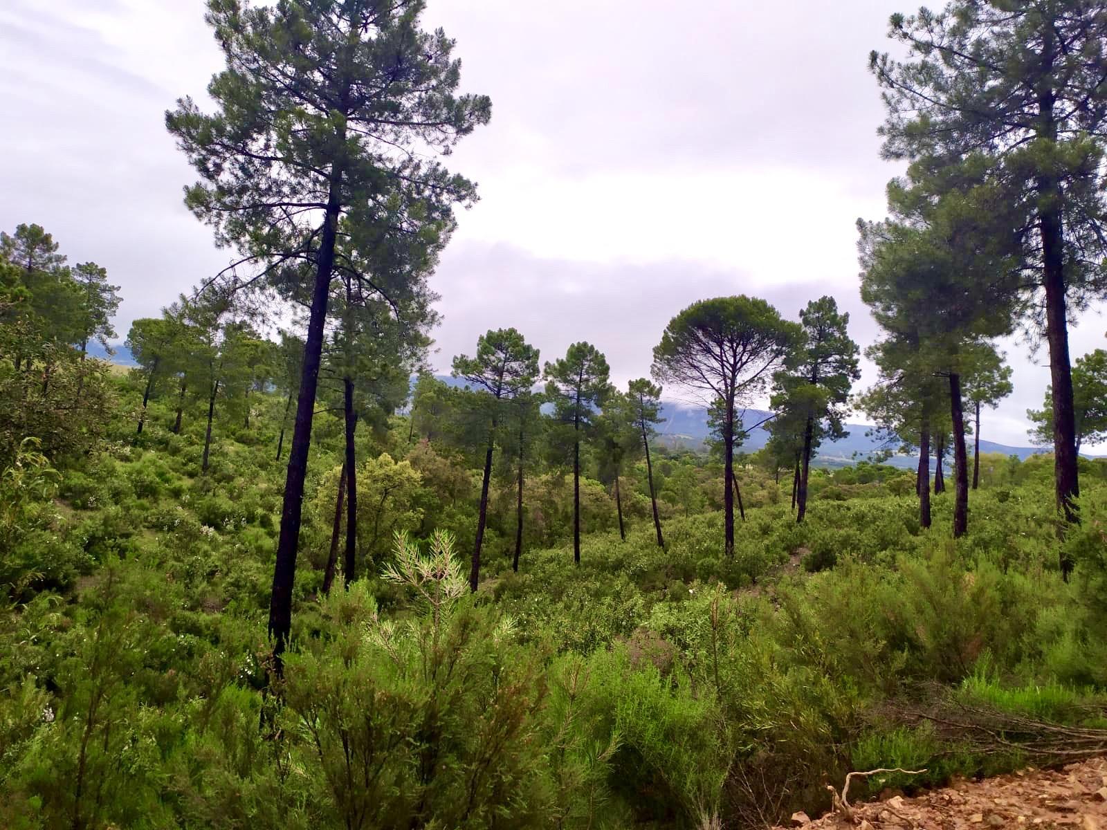 Finca Los Baños de Villanarejo 16